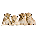 Medium 4 Lion Cubs Graphic