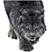 Medium Bobcat Graphic