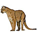 Large Cougar Graphic