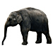 Medium Elephant Graphic