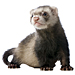 Large Ferret Graphic