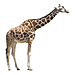 Large Giraffe Graphic