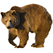 Large Grizzly Graphic
