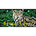 Serval Lover Plate