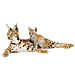 Medium Lynx Family Graphic