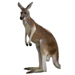 Medium Red Kangaroo Graphic