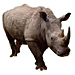 Medium Rhino Graphic