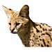 Large Serval Graphic