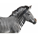 Medium Zebra Graphic